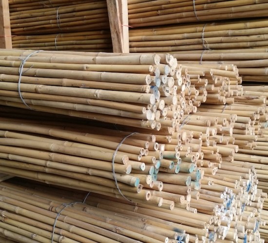 Bamboo_thai